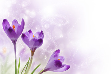Obraz na płótnie Canvas Purple crocus flowers