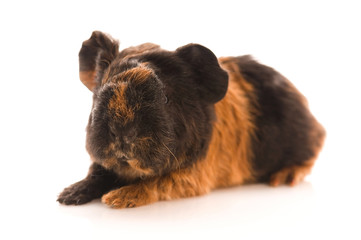 baby guinea pig