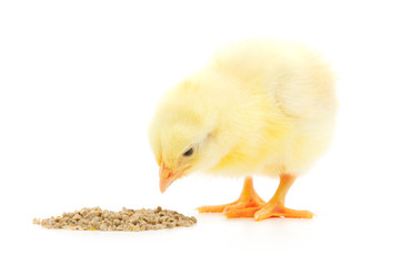 Baby chicken having a meal