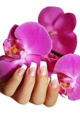 Orchidee