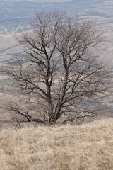 Obraz na płótnie Canvas Spring tree on the hill