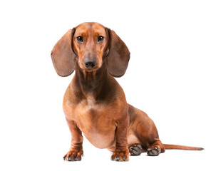 Dachshund Dog isolated over white background