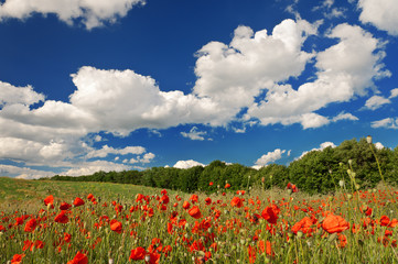 Red poppies on the green field