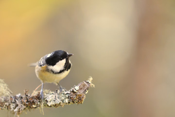 Cincia bigia Sguardo