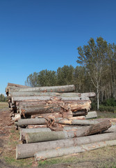 Lumber industry, heap of logs in forest