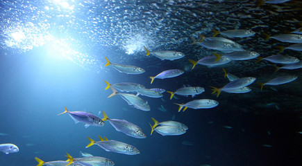 Mackerels