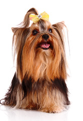Yorkshire Terrier puppy isolated on white