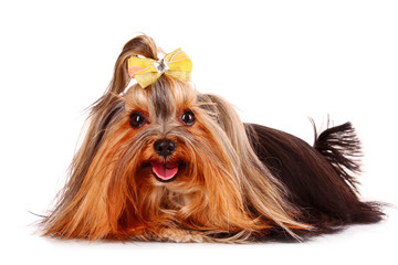 Naklejka premium Yorkshire Terrier puppy isolated on white