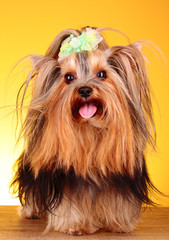 Yorkshire Terrier puppy on yellow background