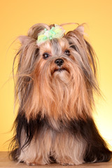 Yorkshire Terrier puppy on yellow background