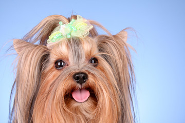 Yorkshire Terrier puppy on blue background