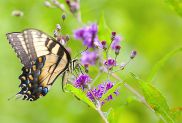 Tiger Swallowtail Butterfly