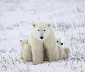 Plakat Polar nied¼wiedzica z młodymi.