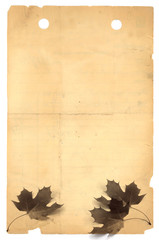leaves on an old paper .
