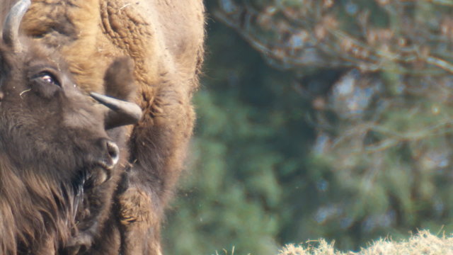 wisent