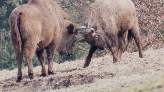 wisent