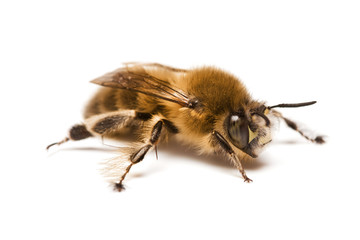Wild Bee