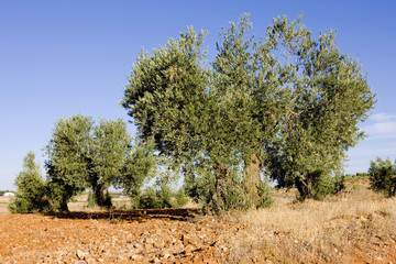 olive trees, Castile-La Mancha, Spain