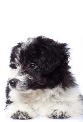Curious havanese bichon looking