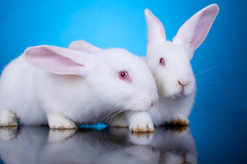 white little bunnies