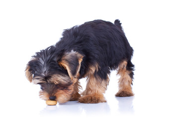 standing yorkshire puppy sniffing