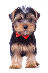 Standing yorkshire puppy with red bow