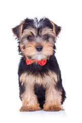 Seated yorkshire puppy withred bow