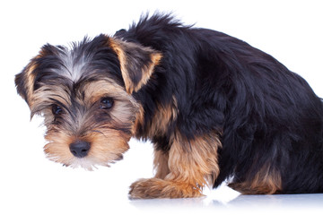 Curious yorkshire puppy looking at something,