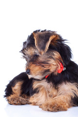 Curious yorkie puppy, sitting