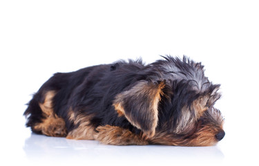 Sleeping yorkshire puppy