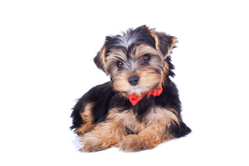 Cute yorkshire puppy sitting