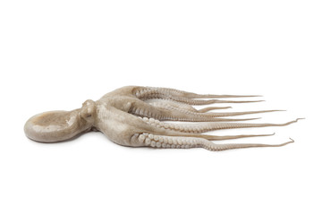 Whole single fresh Octopus