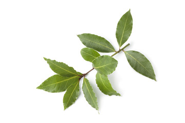 Sprig of bay leaves