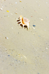 Beach concept. Sea shell with ocean on background.