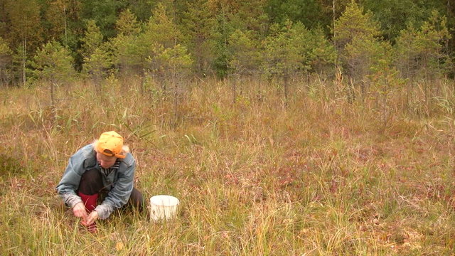 Woman harvests cranberries on the marsh