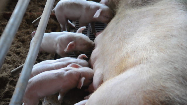 Pigs in a pigpen