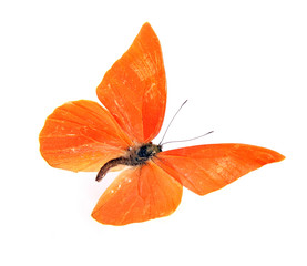 Butterfly Appias zarinda zarinda perspicua isolated on white