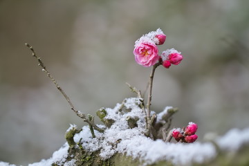 雪と紅梅