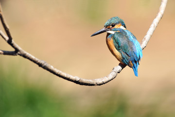 Naklejka premium 休憩中のカワセミ