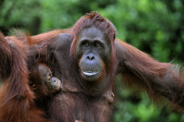 Female of the orangutan with a baby.