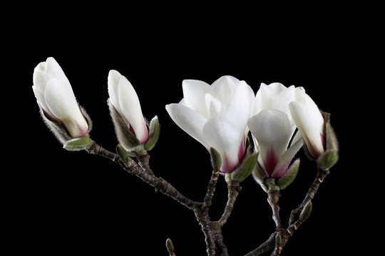 Fototapeta white magnolia