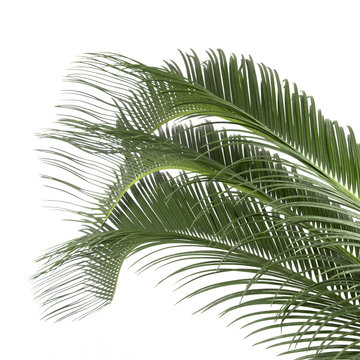 Fototapeta leaves of palm tree