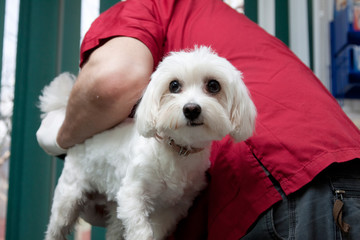 Vet examining a cute bichon maltese dog