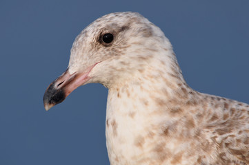 Portrait de profil d'un goéland argenté en Bretagne de France