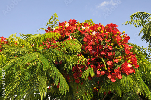 Arbre Flamboyant En Fleurs à Ténérife Photo Libre De Droits