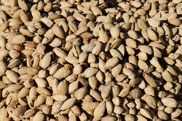 Tasty bunch of almonds in shells