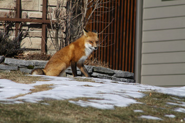 Red Fox on grass