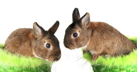 Obraz premium Easter bunny