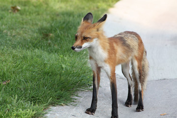 Red Fox