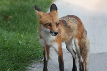 Red Fox